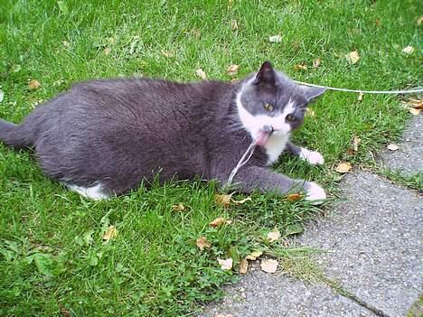 Blanding af racer Mulle - Det Her er så min gamle kat MIS som mulle nu afløser efter han er af gået ved døden billede 12