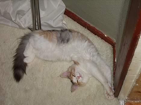 Norsk Skovkat Yrsa - Ligger lige og får en lur. Så væk med kameraet billede 2