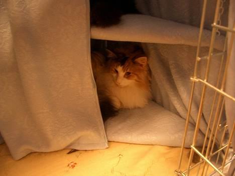 Norsk Skovkat Yrsa - Her ligger jeg nu også godt billede 3