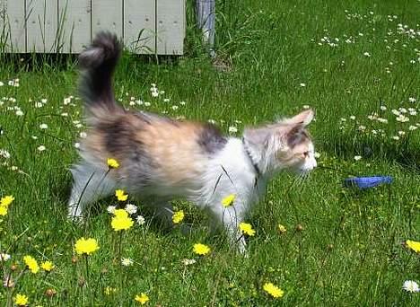 Norsk Skovkat Yrsa - Uhhh det var sjovt.. Det var Majs første tur på græsset og det var ikke slået.. det nød hun billede 4