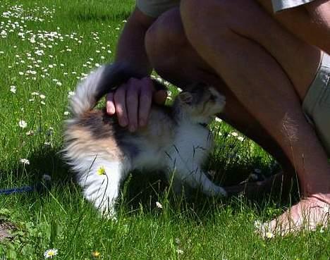 Norsk Skovkat Yrsa - Jubiii her var noget kendt... Nu ville hun lige kæles inden der skulle udforskes mere billede 5