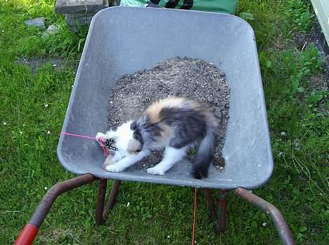 Norsk Skovkat Yrsa - Hovsa man kan også blive viklet ind når man går i snor :) billede 6