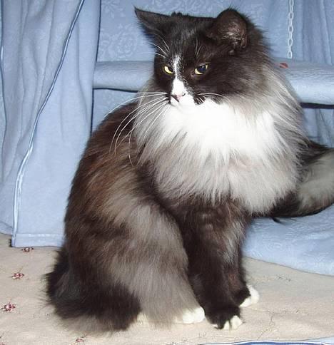 Norsk Skovkat CH. Fylla( kaldes April) - Udstilling i Helsingør billede 1