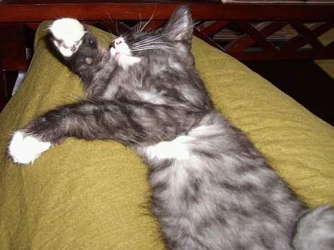 Norsk Skovkat CH. Fylla( kaldes April) - Hun er kun lige kommet hjem til os og har været rundt og blevet hvæsst lidt af af de 2 andre billede 2