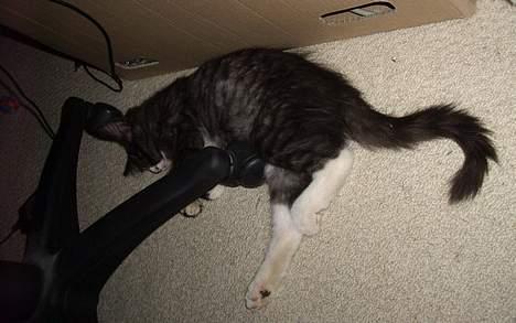 Norsk Skovkat CH. Fylla( kaldes April) - 2. dag derhjemme.. det er hårdt at være et nyt sted. :) billede 3