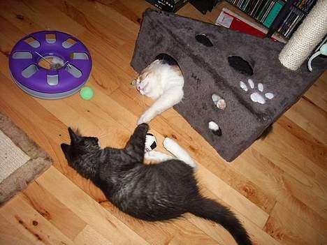 Norsk Skovkat CH. Fylla( kaldes April) - så er isen brudt og så bliver der leget igennem billede 4