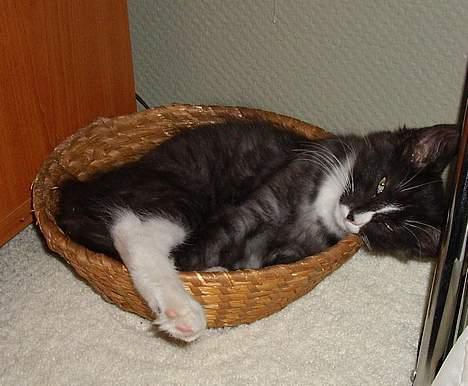 Norsk Skovkat CH. Fylla( kaldes April) - Det var hendes kurv fra opdrætteren den fik vi med fordi hun er så glad for den billede 5
