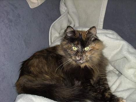 Blanding af racer Juni - Her er den store trold billede 1