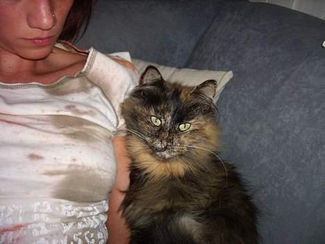 Blanding af racer Juni - Hun er den største puttetrold. men ved når der arbejdes så må hun ligge ved siden af :) billede 2