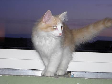 Norsk Skovkat Ol´s Nakuru R.I.P. - Her er jeg så i den flotte solnedgang!!! billede 10