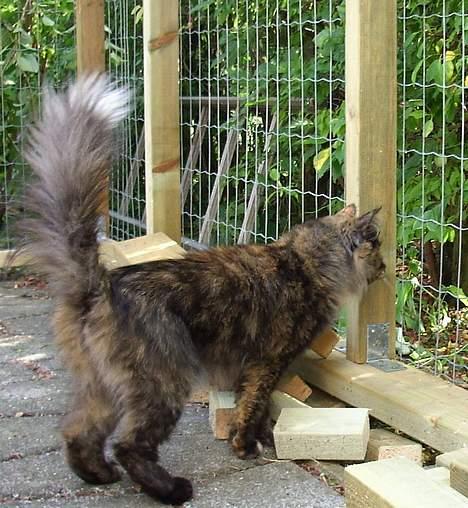 Blanding af racer Juni - Juni ret glad for at være ude men utilfreds med hegnet billede 3