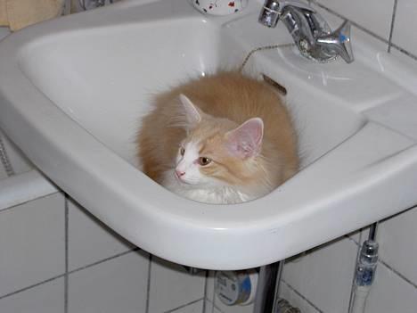 Norsk Skovkat Ol´s Nakuru R.I.P. - Dette er et af mine ynglings steder, specielt hvis vasken er våd og mor også er ude på badeværelset. billede 11