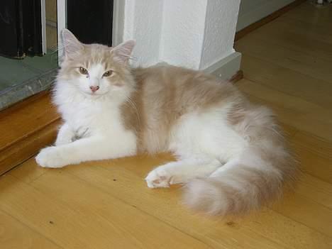 Norsk Skovkat Ol´s Nakuru R.I.P. - Det er så dejligt at ligge her, når der kommer luft ude fra altanen. billede 12