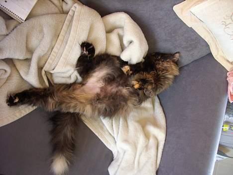 Blanding af racer Juni - så slappes der af...  billede 4