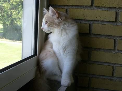 Norsk Skovkat Ol´s Nakuru R.I.P. - Hvad er det, der er der??? Det ville jeg godt have fat i. billede 13