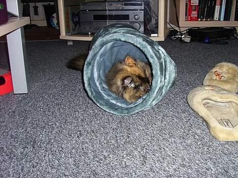 Blanding af racer Juni - UHHH en tunnel... mmm den dufter sjovt.. men den er hyggelig billede 5