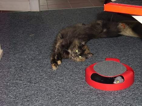 Blanding af racer Juni - Hvis jeg mon ligger her og slanger mig så opdager musen i det røde mig aldrig...  billede 6