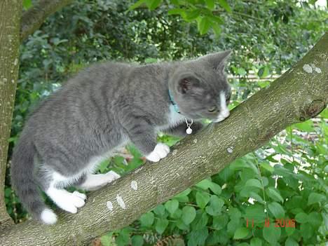 Blanding af racer Mulle - se mig er kommet højt op nu weeee billede 13