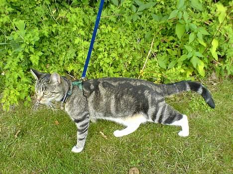 Huskat Spunk - Den anden dag, da vi gik tur billede 12