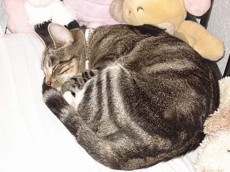 Huskat Spunk - Prinsessen med diamanter billede 13