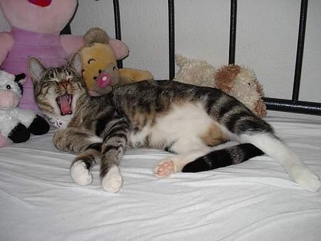 Huskat Spunk - Ehj, drop det kamera, du vækker mig jo... billede 14