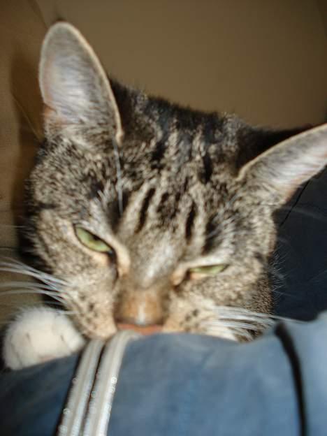 Huskat Spunk - Gi´ mig det fååking kamera, så skal jeg ta´ billeder af dig! billede 15