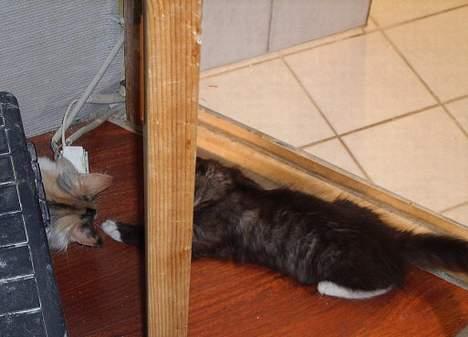 Norsk Skovkat CH. Fylla( kaldes April) - uhhh kan man få fat i den anden under døren billede 6