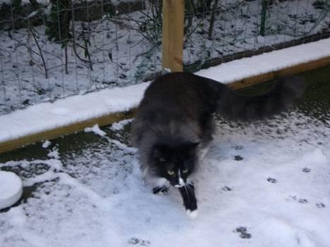 Norsk Skovkat CH. Fylla( kaldes April) - Det er koldt billede 7