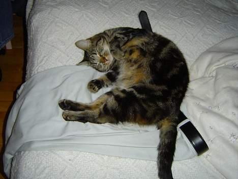 Huskat Nippy billede 13