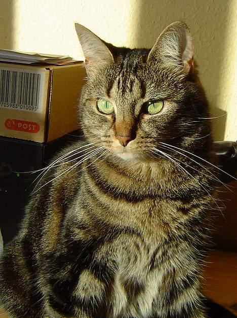 Huskat Nippy billede 14