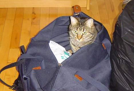 Huskat Nippy - Tag mig med! billede 15