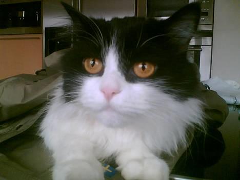 Huskat smukkepiv - Hej. Velkommen til min side. billede 1