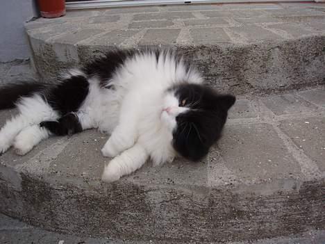 Huskat smukkepiv - Er jeg ikke lækker:) billede 2