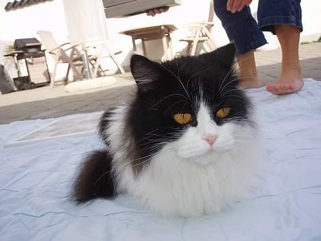 Huskat smukkepiv billede 3