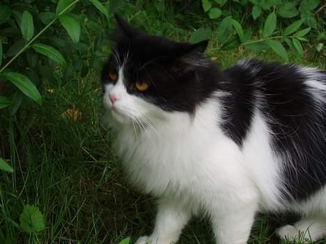 Huskat smukkepiv billede 4