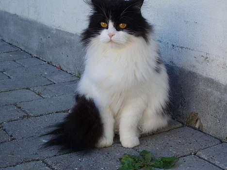 Huskat smukkepiv billede 5