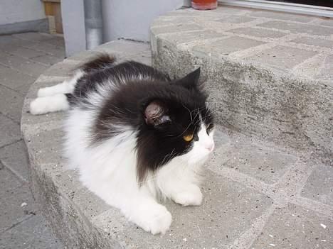 Huskat smukkepiv billede 6