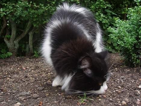 Huskat smukkepiv - jeg synes det er herligt at snuse rundt i haven!!!!!!! billede 7