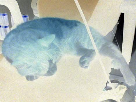 Huskat dexter  R.I.P - mig som smølf billede 9