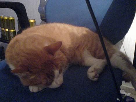 Huskat dexter  R.I.P - godnat billede 10