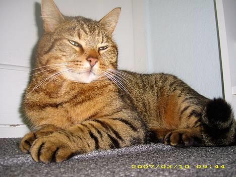 Huskat Hugo billede 12