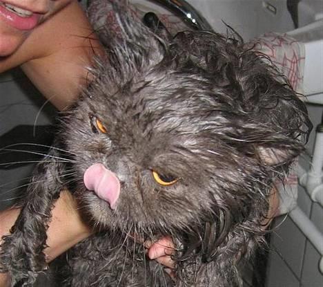 Perser Humphrey - Okey er måske ikke så køn lige nu.....men jeg bliver SÅ flot bagefter... billede 1