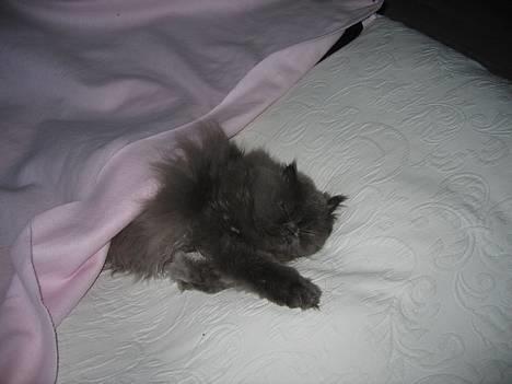 Perser Humphrey - Ligger lige til en forandring og putter..... billede 2