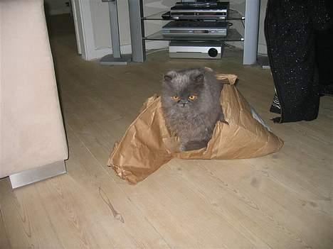 Perser Humphrey - Elsker at hjælpe med at pakke gaver ud og gemme mig i papiret bagefter billede 3