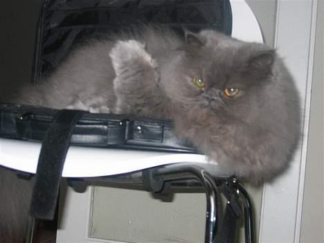 Perser Humphrey - Uhh computertasken er den bedste at ligge i billede 4