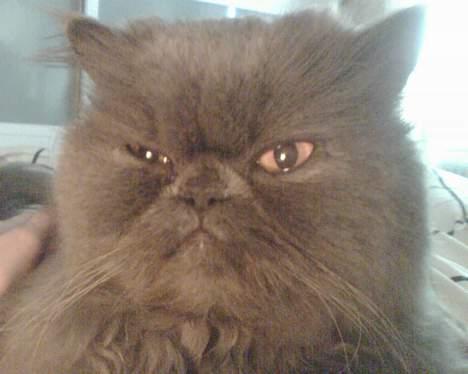 Perser Humphrey - Ligger og putter på mors mave billede 5