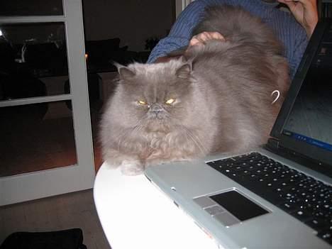 Perser Humphrey - Vil altså gerne være i centrum selvom computeren er tændt... billede 6