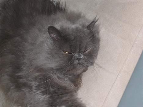 Perser Humphrey - Zzzzzzz billede 7