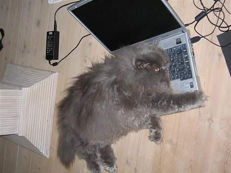 Perser Humphrey - Eeeeeellsker computeren.... billede 8