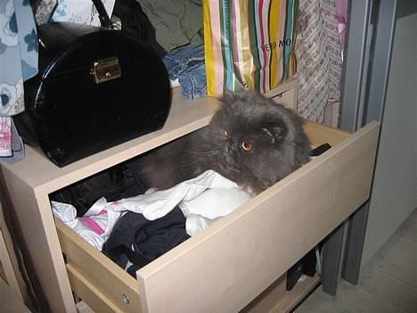 Perser Humphrey - mmmm gemmesteder... billede 9